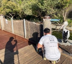 Partially completed deck staining at Taronga Zoo.