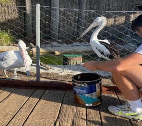Deck staining underway at Taronga Zoo with pelicans nearby.